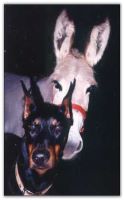 Paternal Grandsire to doberman pups: AKC Wenfray's Best Kept Secret, aka "Debon"