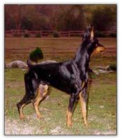 Paternal Grand Sire of puppies