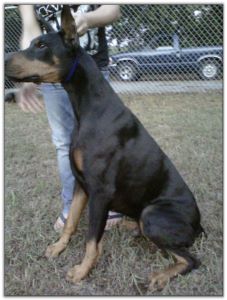 Sire of puppies