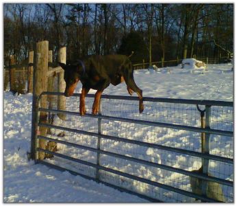 Sire of puppies