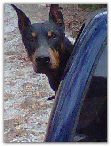 Sire of puppies
