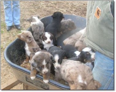 Auusie and GACD hybrid pups