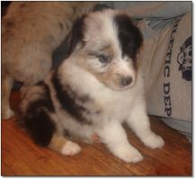 AUSTRALIAN SHEPHERD pups 4 sale!