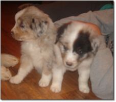 AUSTRALIAN SHEPHERD pups 4 sale!