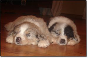 AUSTRALIAN SHEPHERD pups 4 sale!