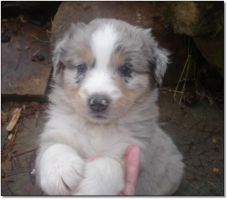 AUSTRALIAN SHEPHERD pups 4 sale!