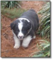 AUSTRALIAN SHEPHERD pups 4 sale!