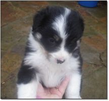 AUSTRALIAN SHEPHERD pups 4 sale!