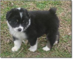 AUSTRALIAN SHEPHERD pups 4 sale!