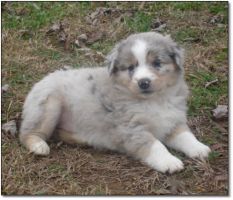 AUSTRALIAN SHEPHERD pups 4 sale!