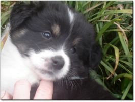 AUSTRALIAN SHEPHERD pups 4 sale!
