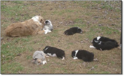 AUSTRALIAN SHEPHERD pups 4 sale!