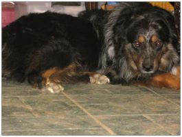 Angus