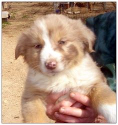 Champagne Merle Red Female