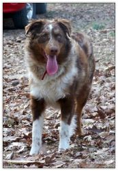 Red Merle Angus Pup