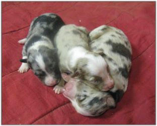 Great American Cattle Dog Pups