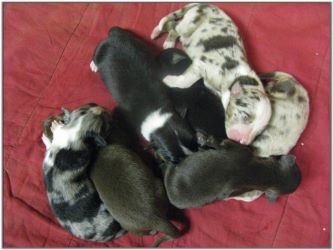 Great American Cattle Dog Pups