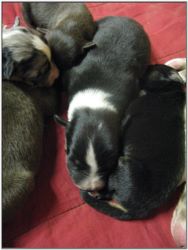 Great American Cattle Dog Pups