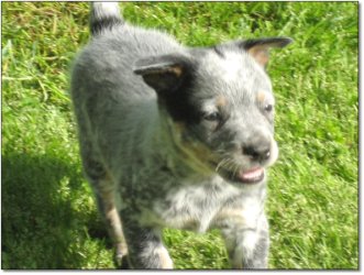 Puppy from March 10th, 2008, litter