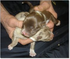 Puppies for Sale! Click photo to enlarge image.
