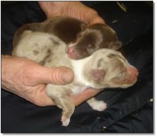 Puppies for Sale! Click photo to enlarge image.