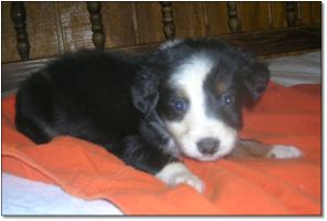 For Sale
