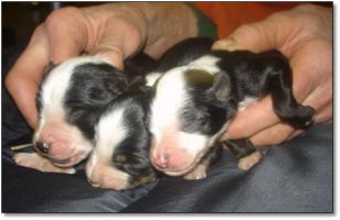 Puppies for Sale! Click photo to enlarge image.
