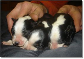 Puppies for Sale! Click photo to enlarge image.