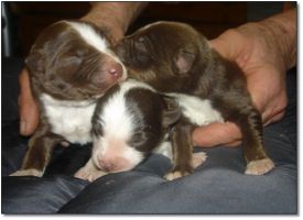 Puppies for Sale! Click photo to enlarge image.