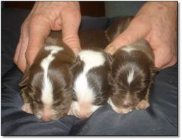 Puppies for Sale! Click photo to enlarge image.
