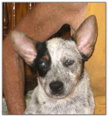 June 21st Litter puppy updated photo taken Aug 09