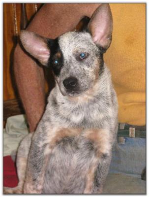 June 21st Litter puppy updated photo taken Aug 09