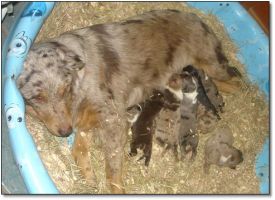 Puppies for Sale! Click photo to enlarge image.