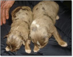 Puppies for Sale! Click photo to enlarge image.
