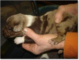 Puppies for Sale! Click photo to enlarge image.