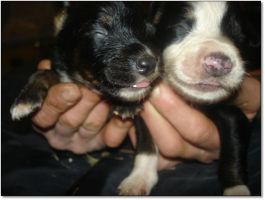 Puppies for Sale! Click photo to enlarge image.