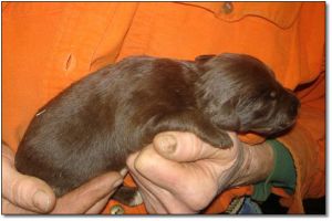 Puppies for Sale! Click photo to enlarge image.