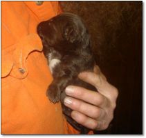 Puppies for Sale! Click photo to enlarge image.