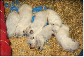 dogs 4 sale