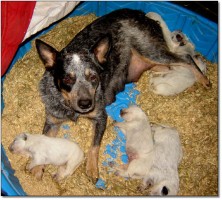 dogs 4 sale