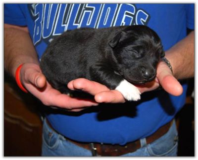 Australian Shepherd puppies for sale
