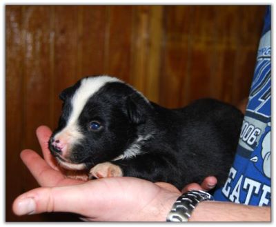 Australian Shepherd puppies for sale