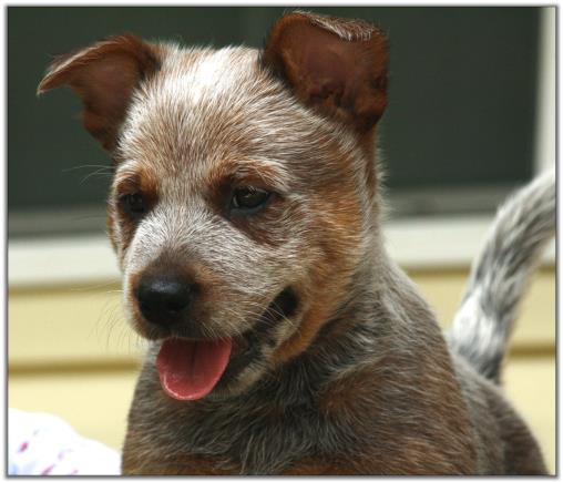 Australian Cattle Dog Red Heeler Male puppy for sale
