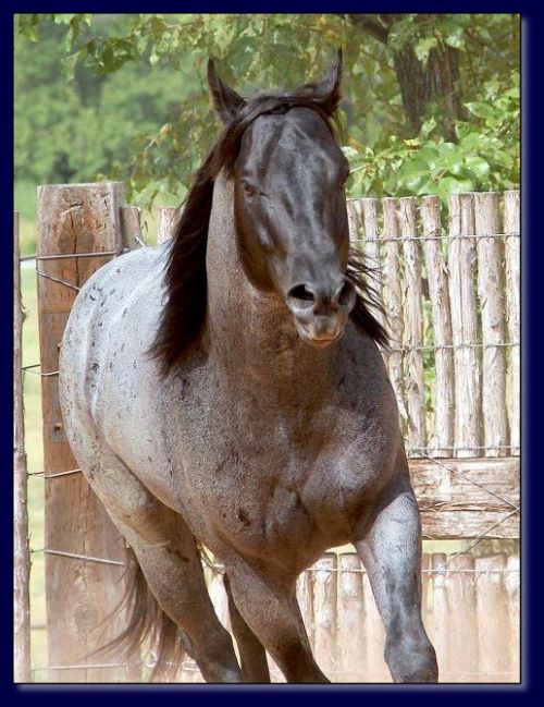 15.1 Hand Homozygous Blue/Roan Stallion.
Great temperament. 
Sire is ¾ brother to the 2009 Head, Heal, and Calf Horse of the Year.

$500 stud fee.