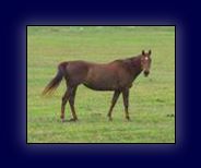 Registered Quarter Mare Free!
