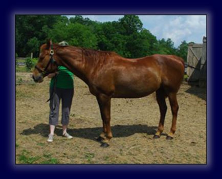 Registered Quarter Mare Free!
