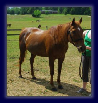 Registered Quarter Mare Free!