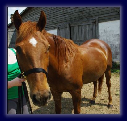 Registered Quarter Mare Free!