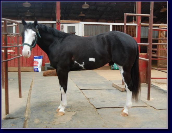 Rocki On My Jet, paint gelding pleasure prospect for sale!