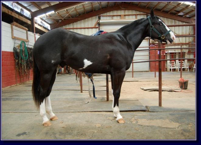 Rocki On My Jet, paint gelding pleasure prospect for sale!